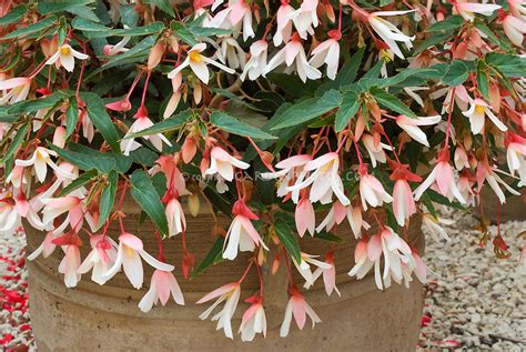 begonia million kisses elegance.